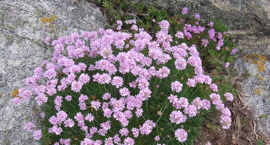 Armeria maritima