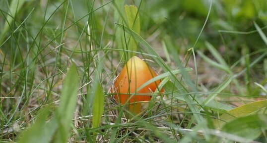 Petit champignon - suite