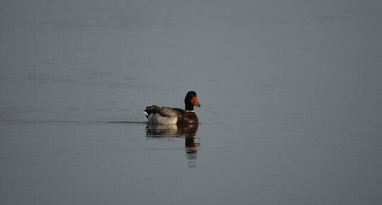 Colvert avec marque sur le bec