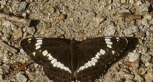 Papillon "petit sylvain"