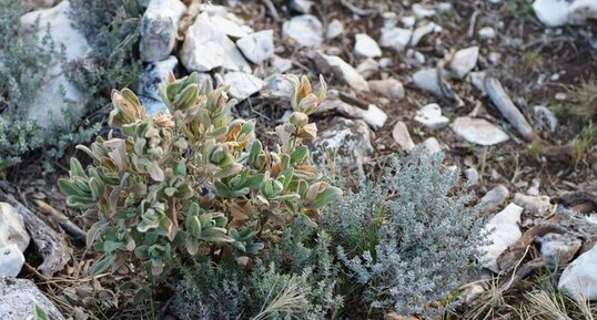 Ciste cotonneux et thym de Provence