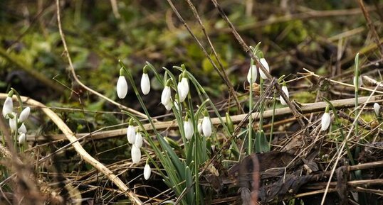 Perce neige