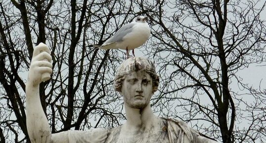 La mouette du Luxembourg