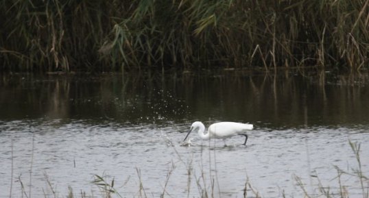 Aigrette garzette