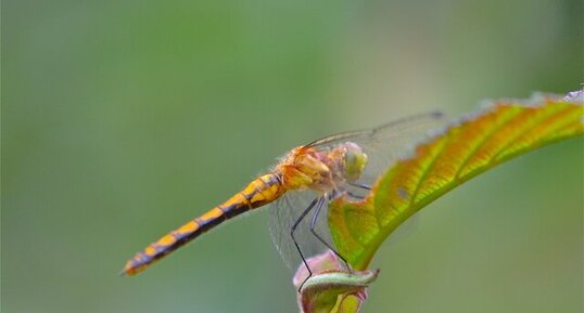 Sympetrum obstrusum (1)