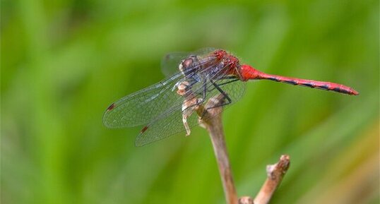 Sympetrum obtrusum (2)