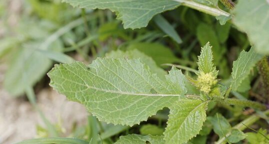 Feuille de moutarde des champs