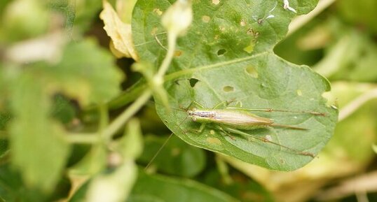 Conocephalus dorsalis femelle