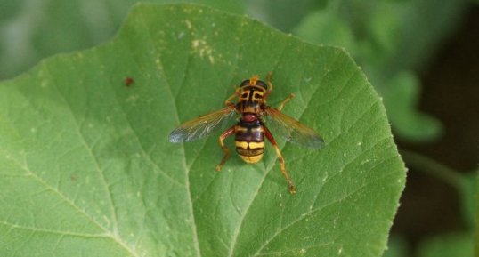 Milesia crabroniformis