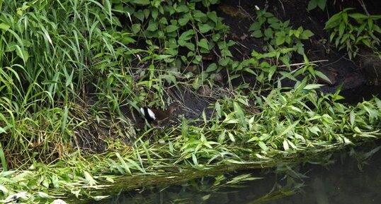 Gallinule poule d'eau