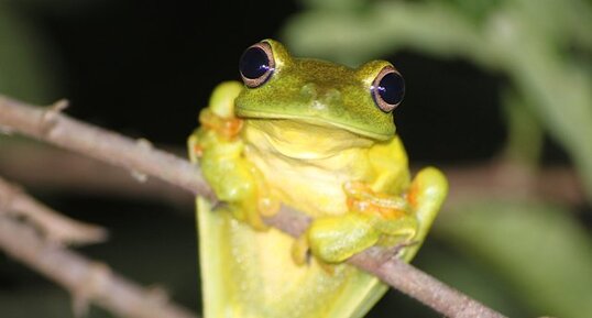 Boana albomarginata