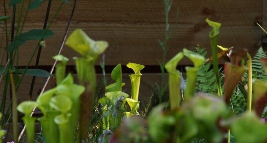 Sarracenia sp.