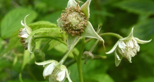 Fleurs de framboisier