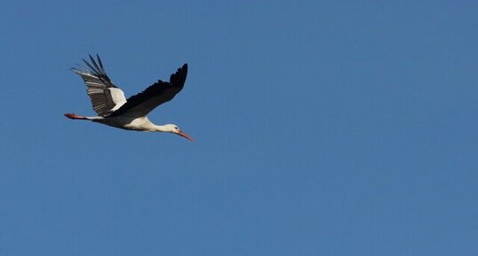 Cigogne blanche