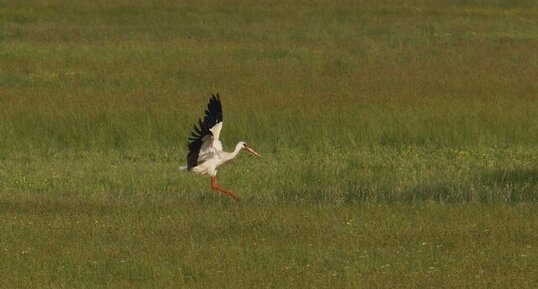 Cigogne blanche