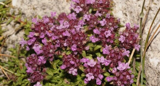 Saxifrage à feuilles opposées