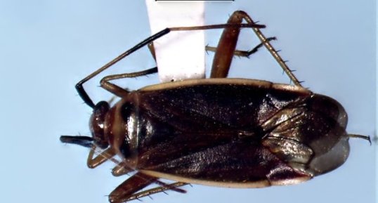 Adelphocoris rapidus