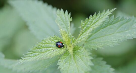 Harmonia axyridis