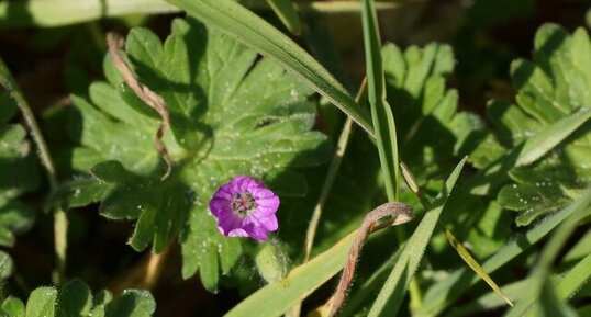 Géranium à feuilles rondes