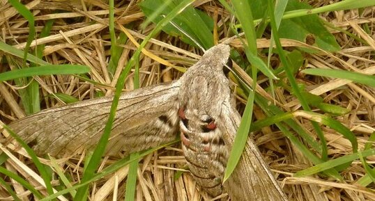 Sphinx du liseron - Agrius convolvuli