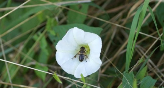 Eristalis sp.