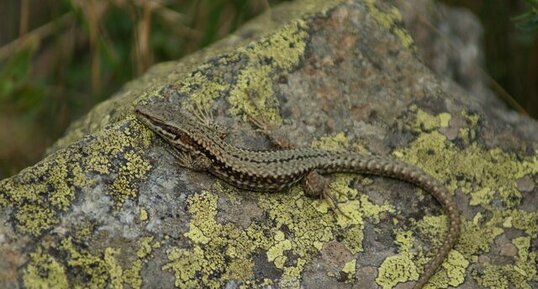 Lézard