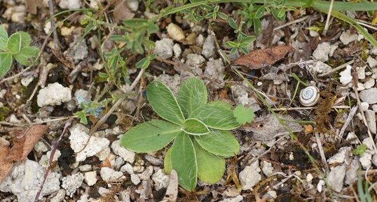 Piloselle sp.