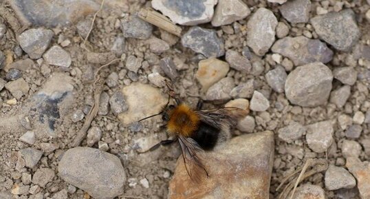 Bombus hypnorum - sous réserve