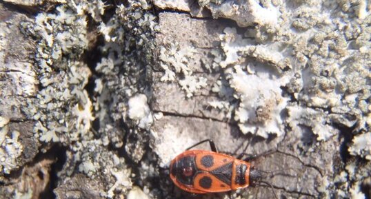 Gendarme, Pyrrhocoris apterus