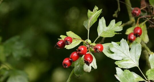 Baies d'Aubépine