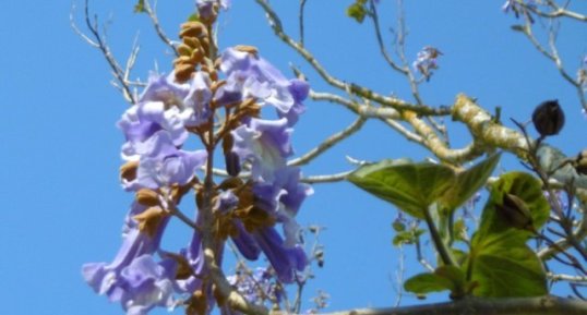 Fleur de paulownia