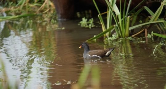 Gallinule poule d'eau