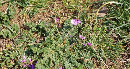 Erodium circutarium