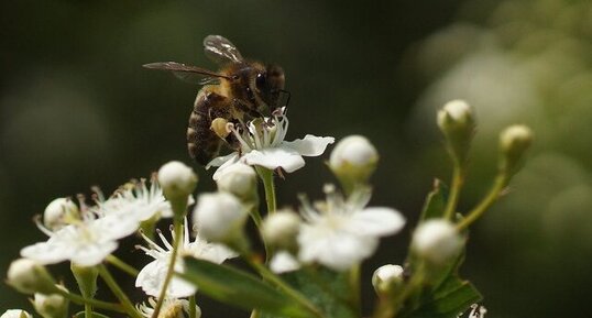 Apis mellifera