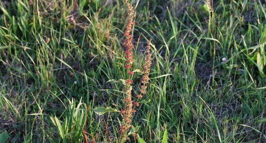 Tige de Rumex