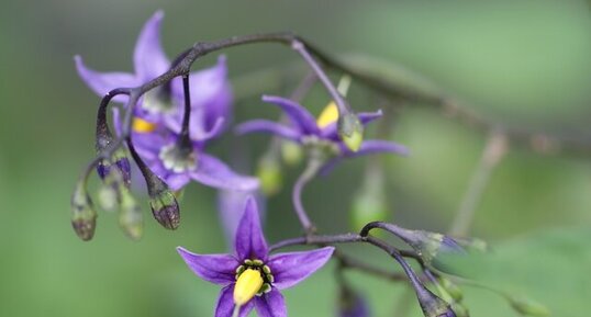 Fleur de douce-amère