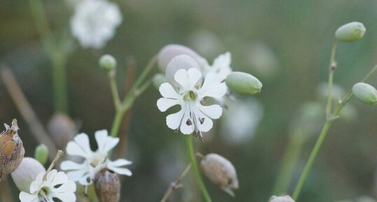 Fleur de Silène maritime