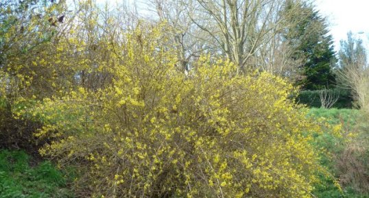 Forsythia en fleur