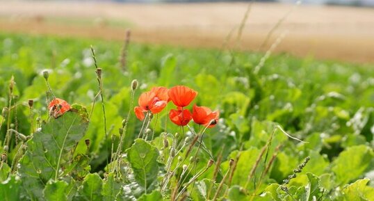 Coquelicots