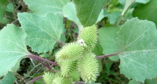 Lampourde d'Italie (xanthium italicum)