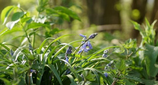 Jacinthe des bois