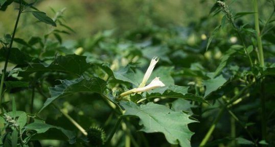 Datura