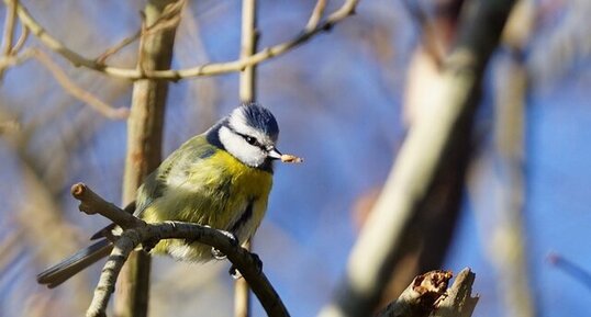 Mésange bleue