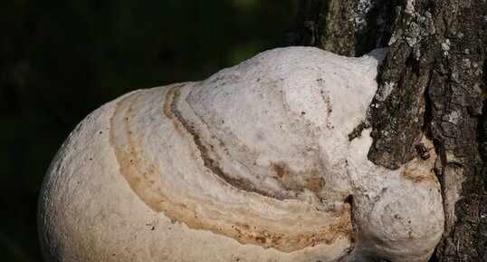 Champignon "parasite"