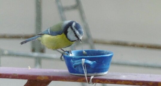 Solange la mésange bleue