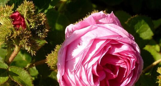 Rosa gallica à boutons féroces