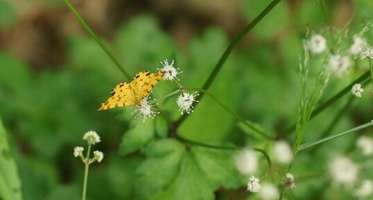 Pseudopanthera macularia sur fleur de Sanicle