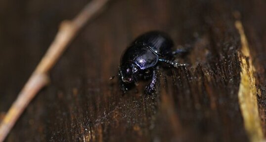 Carabus violaceus