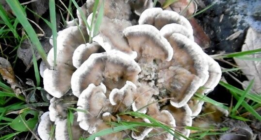 Champignon "tremetes versicolor"