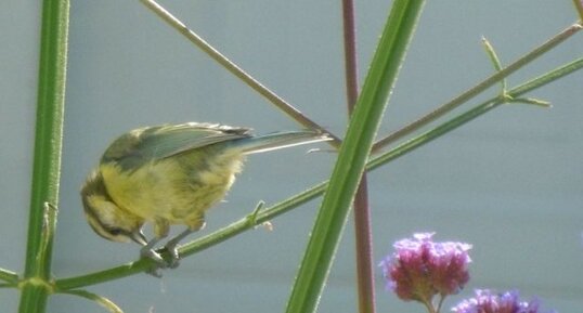 Mésange bleue